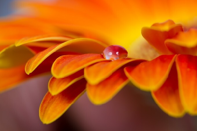 Macro of drops on orange flower detail blue cold